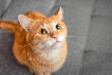 Gri arka planda kocaman yuvarlak gözlü kırmızı kedi. Evcil hayvanlara bakım ve eğitim kavramı