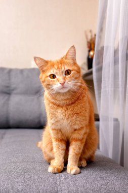 Kızıl bir kedi gri bir kanepeye oturur ve dikkatlice kameraya bakar.
