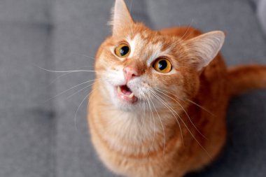 Büyük yuvarlak gözlü kızıl bir kedi dişlerini gösterir. Kedi dikkatli ve dikkatli bakıyor.