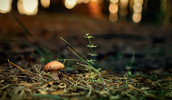 Pequeno Cogumelo Jovem Com Boné Vermelho Fundo Bokeh Floresta Verde — Fotografia de Stock