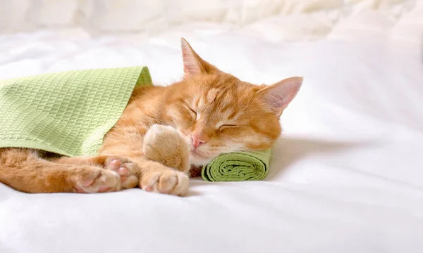 Ginger Gato Doméstico Está Durmiendo Apoyando Cabeza Una Toalla Verde — Foto de Stock