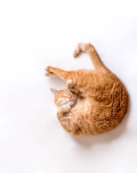 Gatto Dorme Una Posizione Scomoda Gatto Divertente Giace Una Coperta — Foto Stock