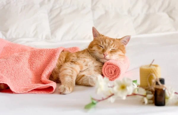 Sleeping Cat Massage Towel Also Foreground Bottles Aromatic Oil Flowering — Stock Photo, Image