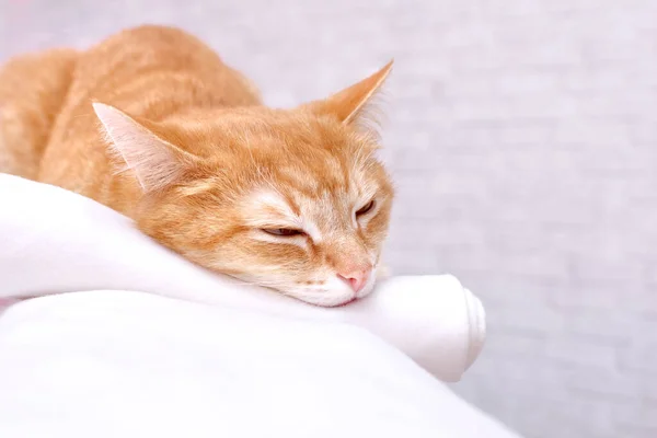Gatto Zenzero Dorme Appoggiando Testa Asciugamano Sullo Sfondo Una Parete — Foto Stock