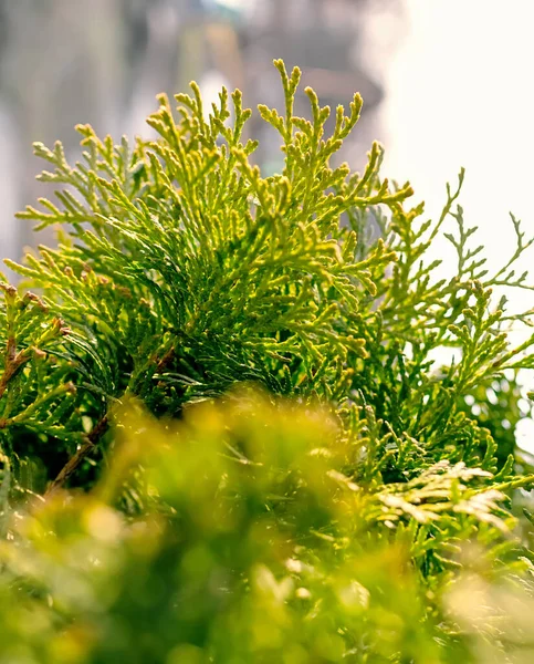 Zbliżenie Wizerunek Pięknych Zielonych Liści Gałęzi Thuja Selektywne Fokus Tło — Zdjęcie stockowe