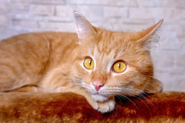 Portrait of a red cat\'s face. Big smart eyes and a pink nose