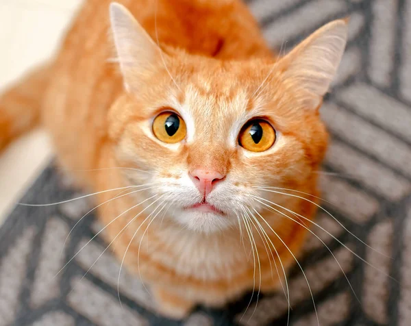 Gato Gengibre Com Enormes Olhos Redondos Olha Atentamente Cautelosamente Concentre — Fotografia de Stock