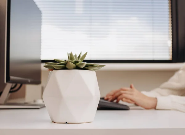 Fechar Flor Suculenta Mãos Femininas Digitando Teclado Computador Foco Seletivo — Fotografia de Stock