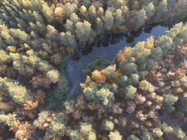 Ormanın manzarası Sonbahar sabahı şehir dışında