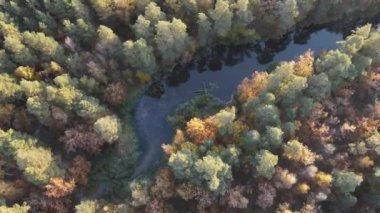 Ormanın manzarası güzel bir sonbahar sabahı şehir dışında.