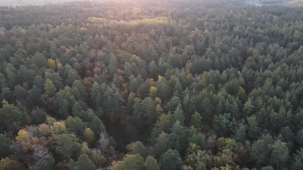 Widok Las Piękny Jesienny Poranek Poza Miastem — Wideo stockowe