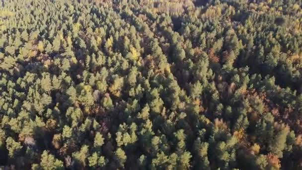 Pohled Les Krásné Podzimní Ráno Mimo Město — Stock video