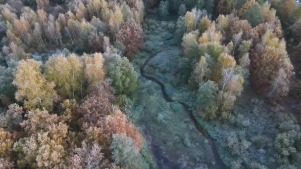 秋の朝の森の景色 — ストック動画