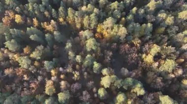 Orman manzarası Sonbahar sabahı