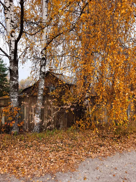 Jesienny Poranek Poza Miastem Żółte Liście Brzozy — Zdjęcie stockowe