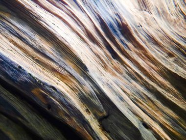 Sudaki balıklar ağaç gövdesi akvaryumunun bir bölümü.