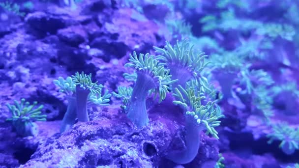 Koraalanemoon Buisvormige Onderwater Wereld Aquanarium — Stockvideo