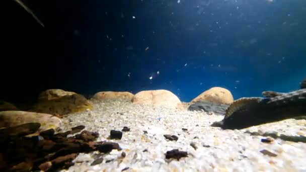 水族馆步行的水下世界 — 图库视频影像