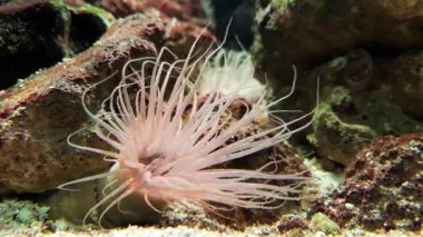 Cerianthus anemone tubular su altı dünyası Aquanarium