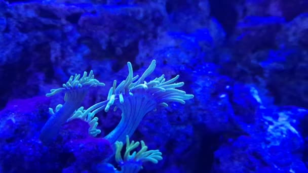 珊瑚海葵管状水下世界 — 图库视频影像