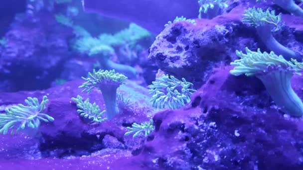 Korall Anemon Rörformiga Undervattensvärlden Akvarium — Stockvideo