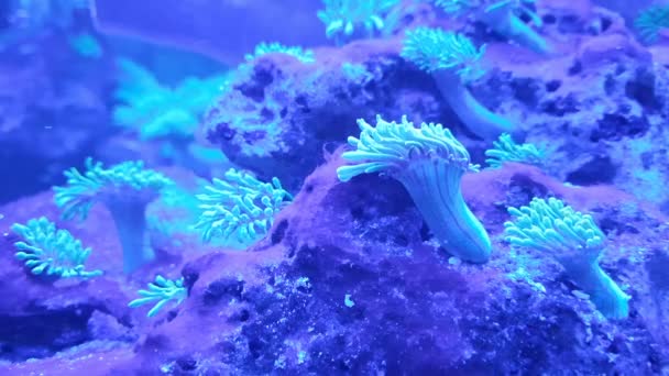 Korall Anemon Rörformiga Undervattensvärlden Akvarium — Stockvideo