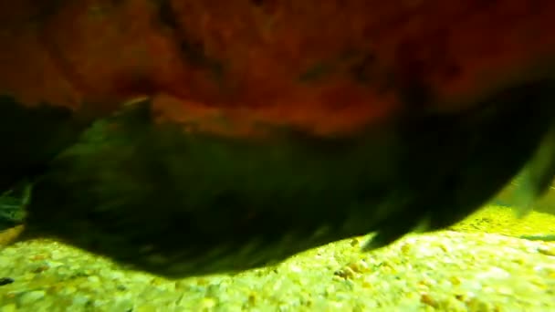 水底鱼水族馆步行 — 图库视频影像