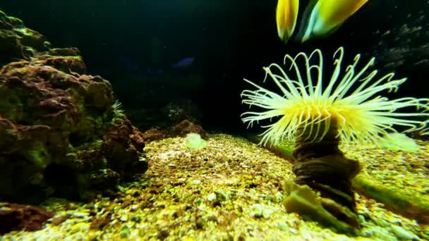 水底鱼水族馆步行 — 图库视频影像