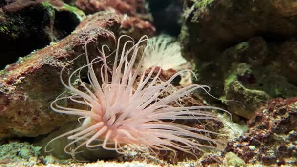 Cerianthus Anemone Röhrenförmige Unterwasserwelt Aquanarium — Stockvideo