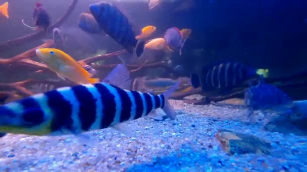 Pesce Sotto Acquario Passeggiata — Video Stock