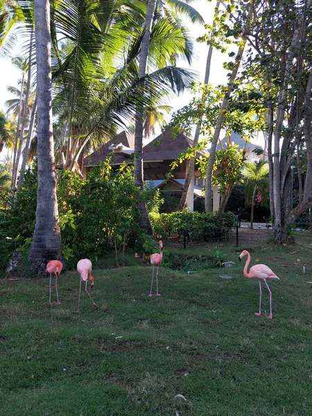 公園のピンクフラミンゴは — ストック写真