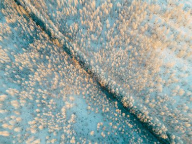 Kar yağdıktan sonraki sabah ormanın manzarası