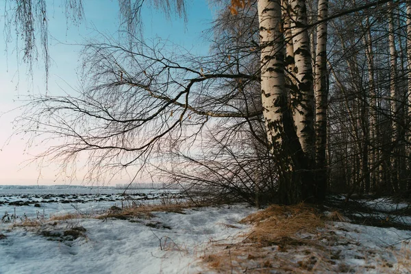 Vista Floresta Manhã Após Queda Neve — Fotografia de Stock
