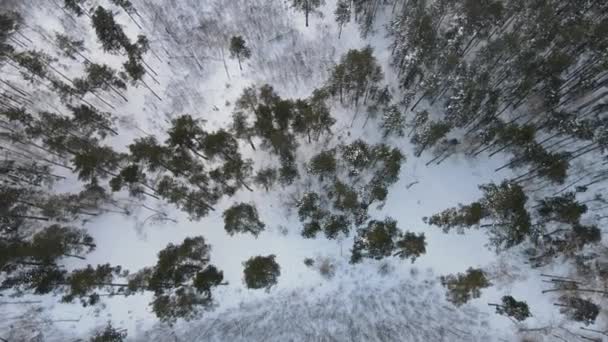 Aerial View Forest Cloudy Morning City Snowfall — 图库视频影像