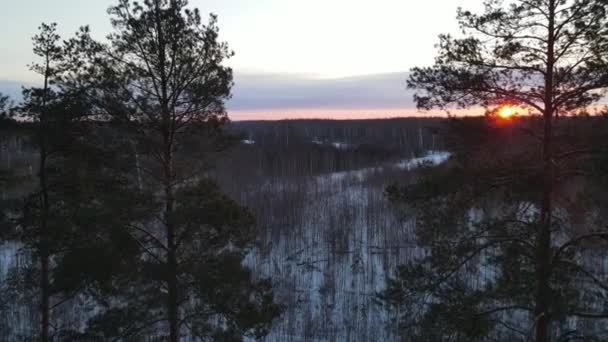 Aerial View Forest Cloudy Morning City Snowfall — 图库视频影像