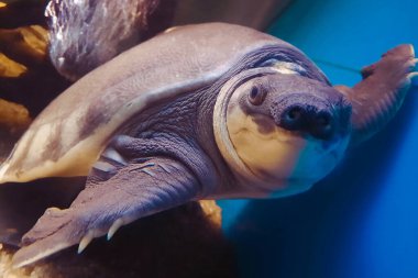 Su altı dünyası akvaryumunun arkasındaki kaplumbağa.