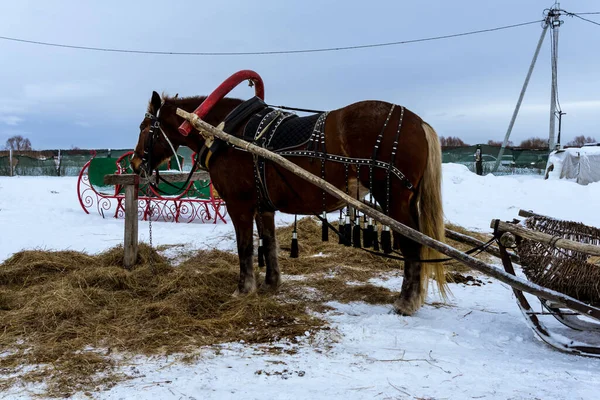 Horse Sleigh Frosty Day City — 스톡 사진