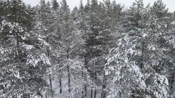 Vista Aérea Las Ramas Los Árboles Del Bosque Nieve — Vídeos de Stock