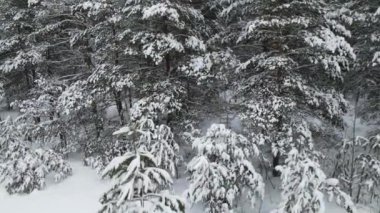 Orman ladin dallarının kardaki havadan görünüşü