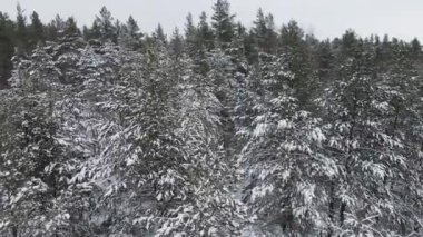 Orman ladin dallarının kardaki havadan görünüşü