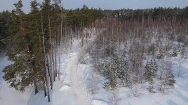 Şehir dışındaki güneşli havadan ormanın manzarası.