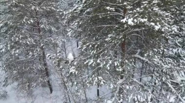 Orman ladin dallarının kardaki havadan görünüşü