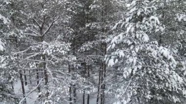 Orman ladin dallarının kardaki havadan görünüşü