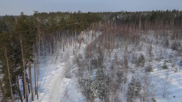 Flygfoto Över Skogsgranen Grenar Snön — Stockvideo