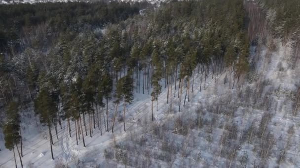Вид Воздуха Ветви Елок Снегу — стоковое видео
