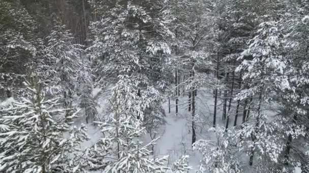 Vista Aérea Dos Ramos Abeto Floresta Neve — Vídeo de Stock