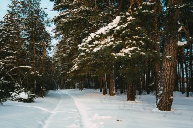 Ormanın manzarası kardaki ladin dalları şehir dışında harika bir gün.