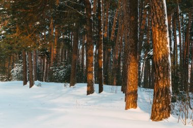 Ormanın manzarası kardaki ladin dalları şehir dışında harika bir gün.