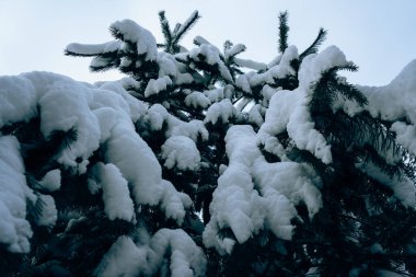 Ormanın manzarası kardaki ladin dalları şehir dışında harika bir gün.
