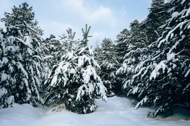 Ormanın manzarası kardaki ladin dalları şehir dışında harika bir gün.